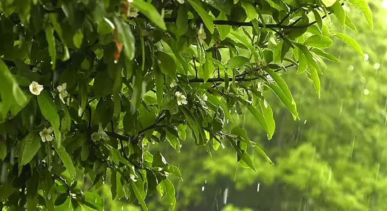 По данным синоптиков, завтра на Ставрополье дождь, местами сильный дождь, ливень в сочетании с грозой, градом и сильным ветром 20-25 м/с