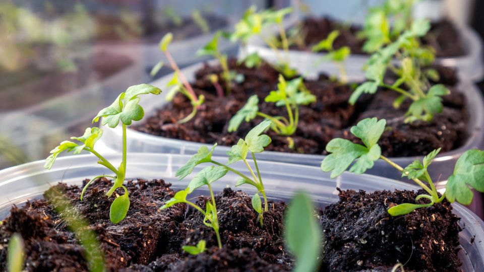 ����� ������ ������� � �������: ������� ��������� ������