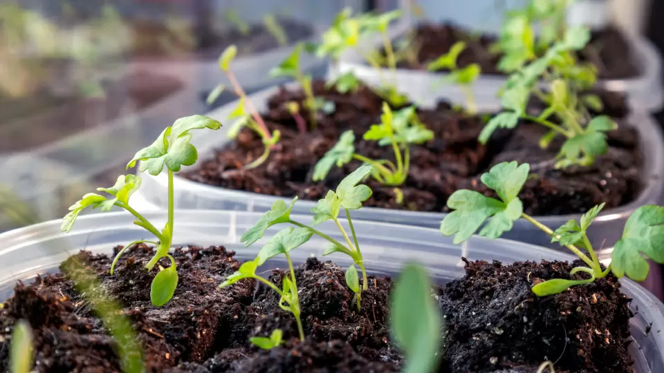 Когда сажать рассаду в феврале: секреты успешного урожая