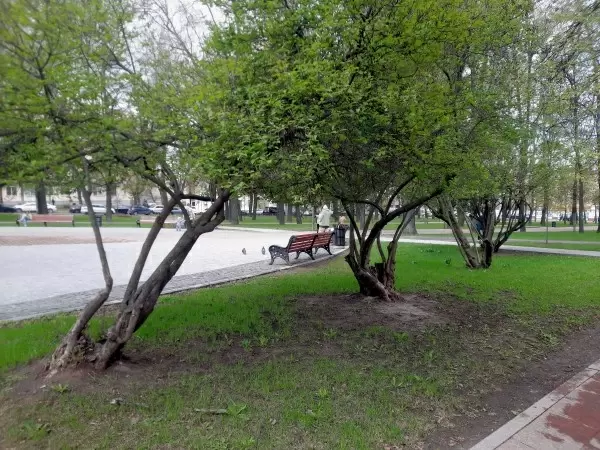 Венгерская сирень: как этот неприхотливый кустарник покоряет города