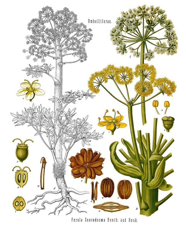 ����������� ���� �������: ��� ������� ���� ������� ������������ ��������