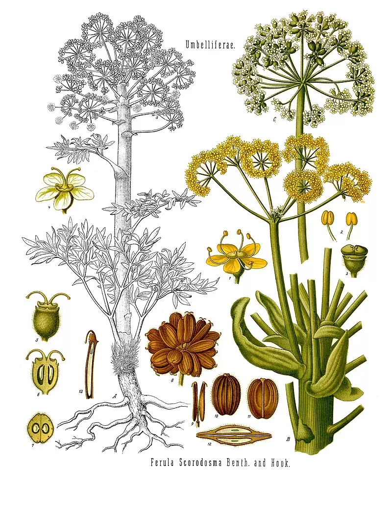 Исчезнувшее чудо природы: как сильфий стал жертвой человеческой жадности