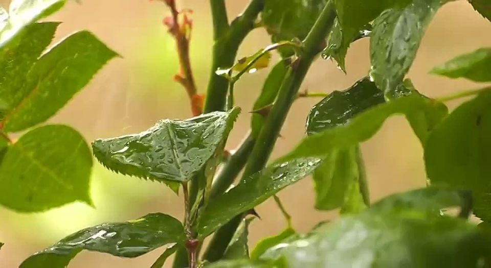 �� ������ ����������, ������ �� ����������� ������� �����, � ��������� ������� ������� �����, ������ � ��������� � ������, ������ � ������� ������ 20-25 �/�