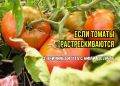 Томаты трескаются? Узнайте, как избежать этой неприятности