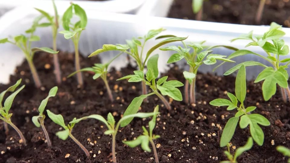 ��� ��������� ���� � ������� ������� �������: ��� �������� ������ �� 60-70%