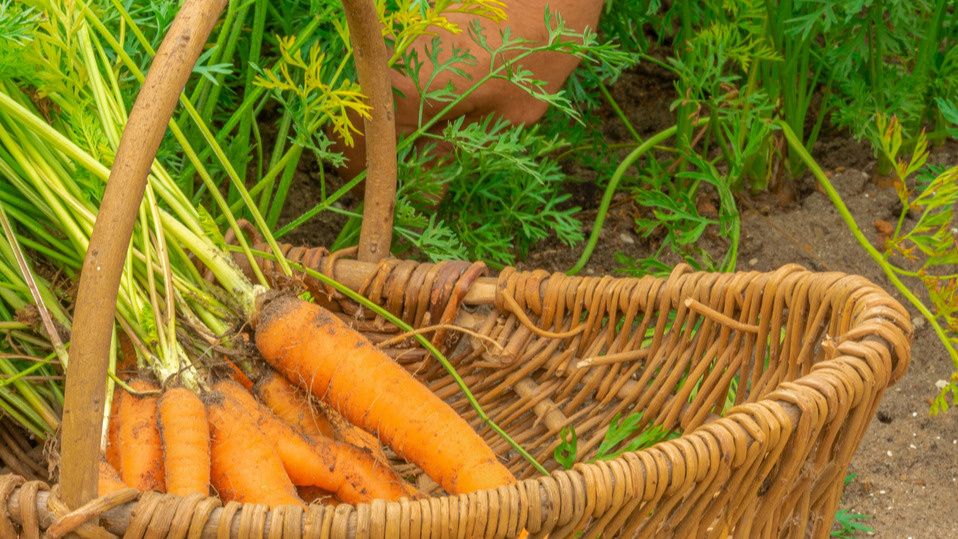 ������� ������� �������� �������: ��� �������� ������ � ��������� �������� �� ����