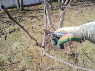 Как правильно обрезать старые яблони весной: важные этапы