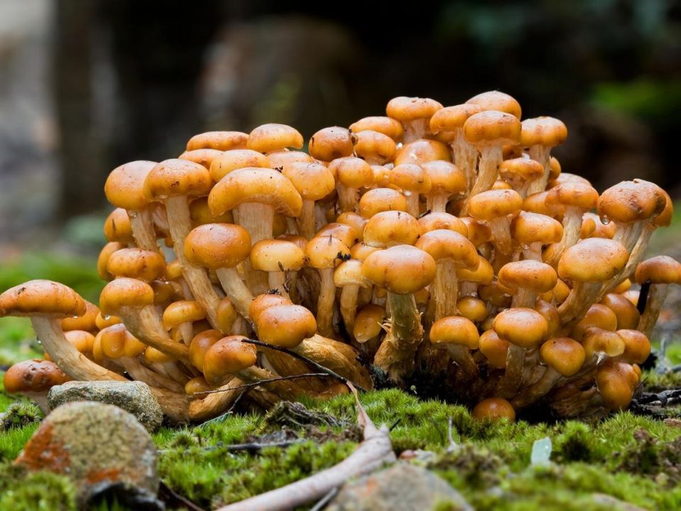 ��� ���������� ���� ���� � ������� �������: ������� ������ ���� �� ����