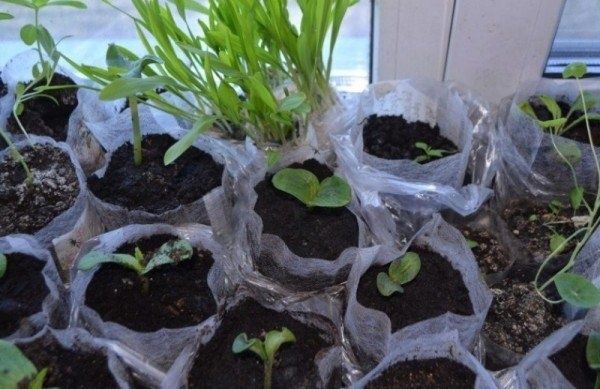 ����������� ������� � ������ ���������: ������� � ����������� ������� ��� ��������� ���������