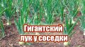 Как соседи по огороду сделали лук крупнее: секреты удачного соседства растений