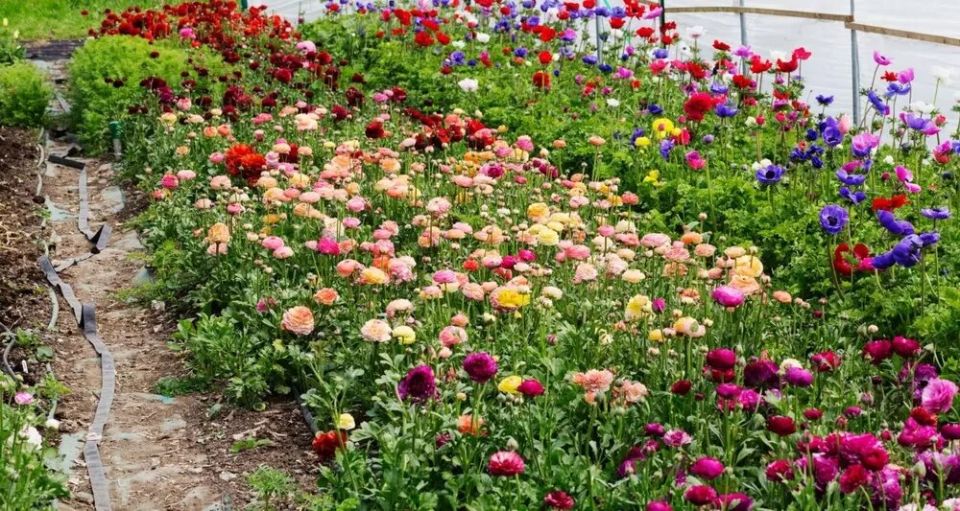 ��� ������� ������������� ������������ ��� ����: ������ � ���������� ����