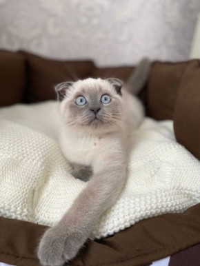 Котик желает всем ставропольцам доброго утра и продуктивного дня!