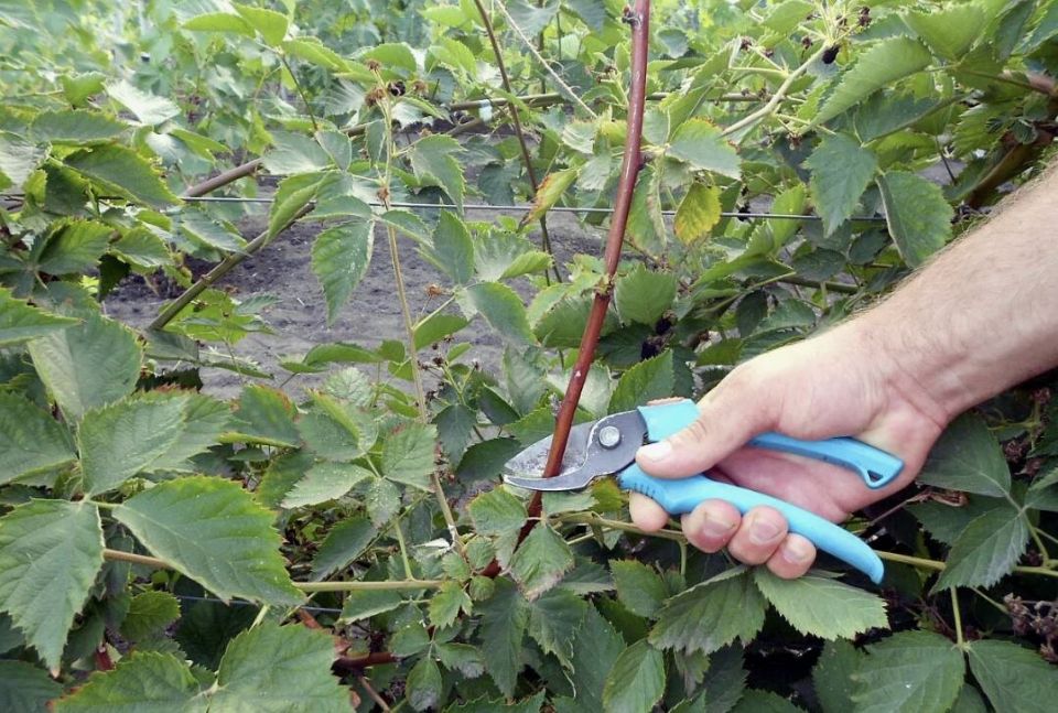 ������� �������� ���������� �������: ����� � ��� �������� ������