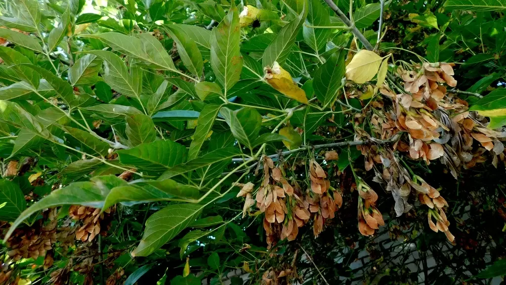 Как избавиться от агрессивного американского клена и защитить свой участок
