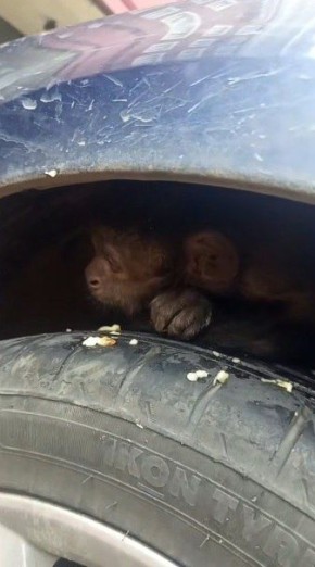 ���������-�������� ���� � ����������