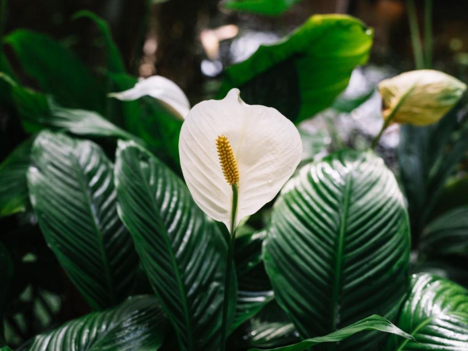 ����� ���������� ��������: ������� � �������