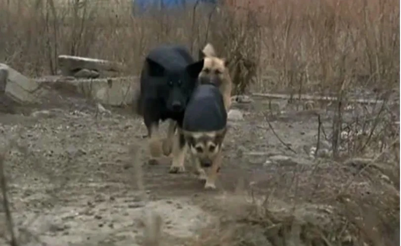 В Невинномысске собаки напали на ребенка