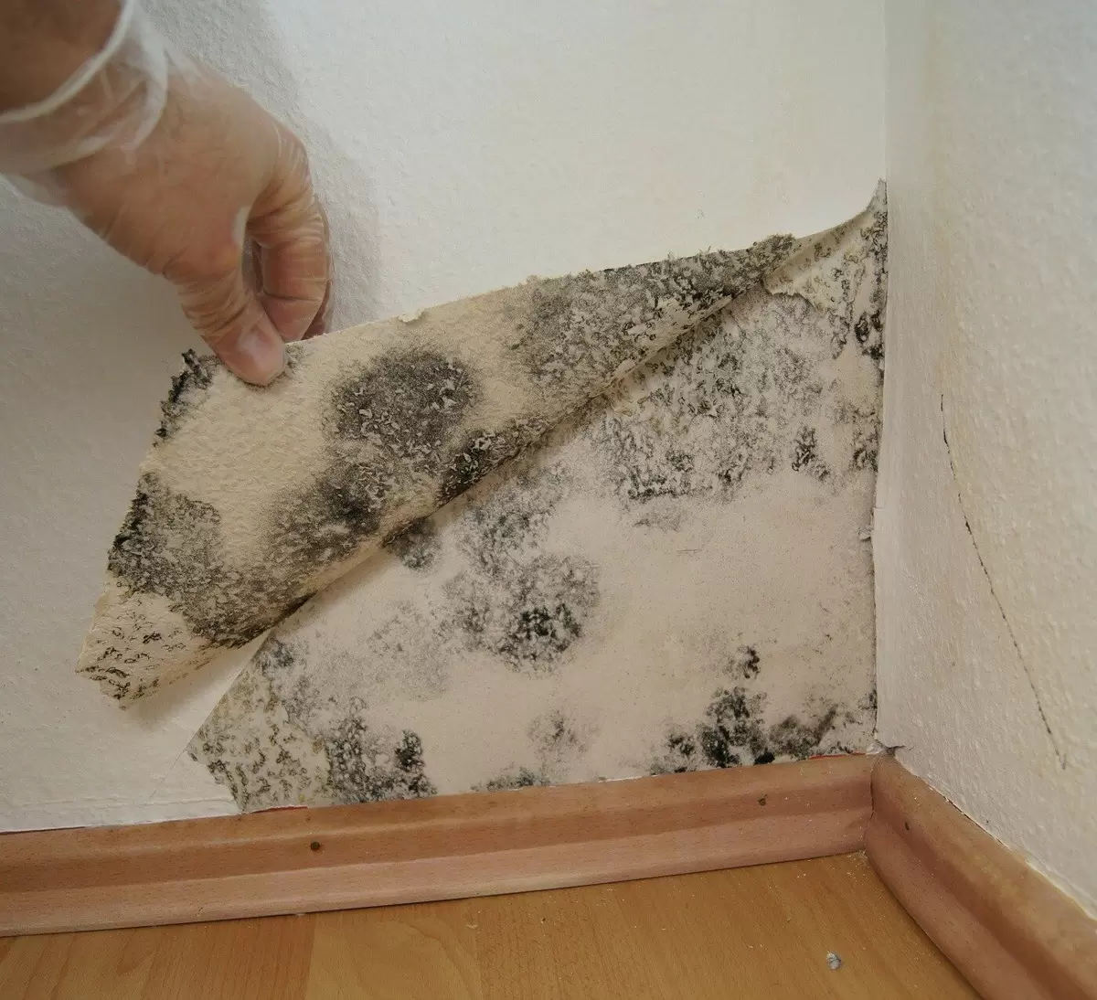 Плесень после затопления: кто ответит за ущерб?