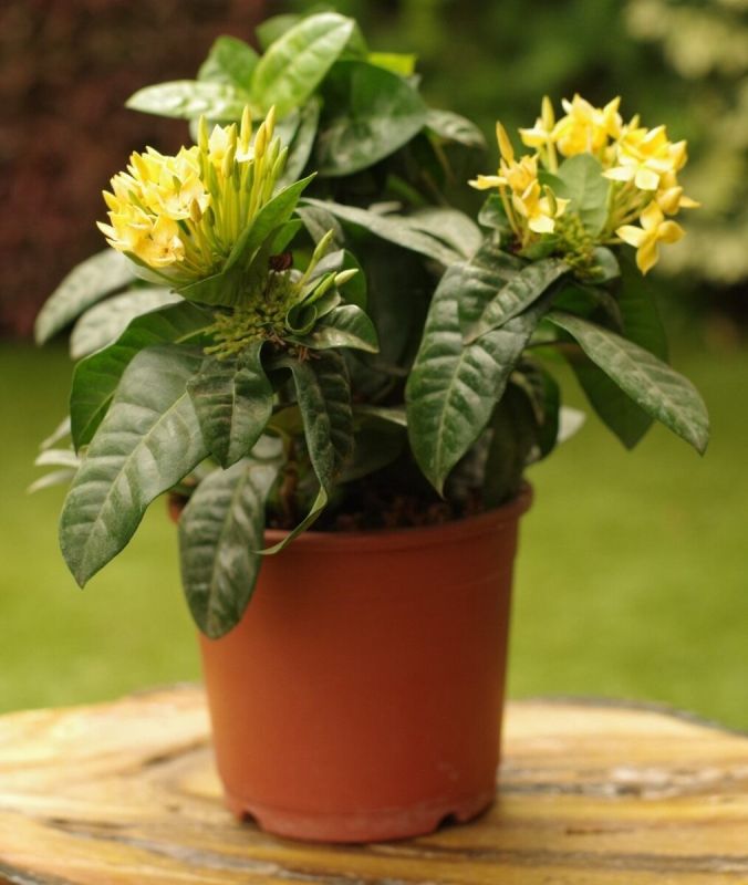 ������: ��������� ��������� ��� ��������� ��������� �������