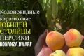 Персик Юбилей столицы: идеальный сорт для садоводов