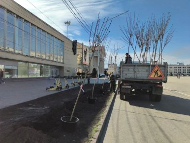В Ставрополе стартовали весенние высадки деревьев: сегодня на аллее вдоль площади Ленина высаживают 27 взрослых остролистных кленов