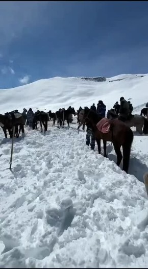 11 лошадей спасли в горах Дагестана – животные оказались в западне из-за аномального снегопада