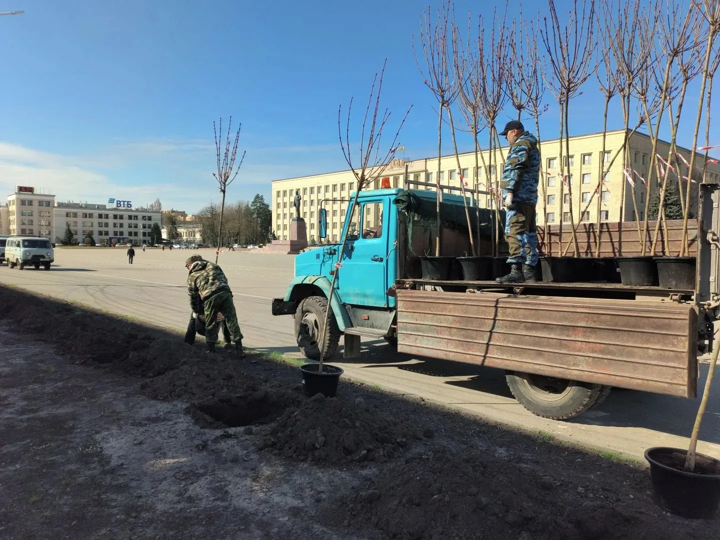 27 взрослых остролистных кленов высадили сегодня в Ставрополе 27 взрослых остролистных кленов высадили сегодня в Ставрополе