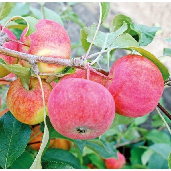 ������ ���� ������: ��������� ������� � ������������