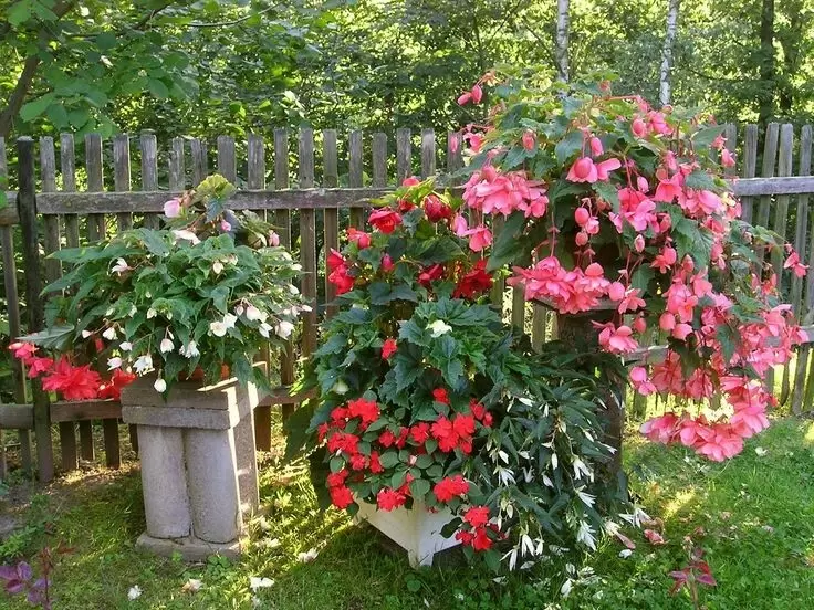 Садовые растения для зимовки: какие цветы перенести в квартиру?