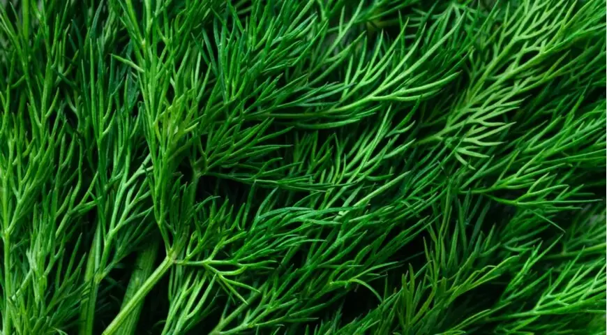 Укроп: как использовать зелень, чтобы добавить свежести в повседневные блюда