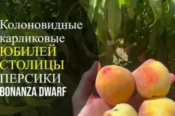 Персик Юбилей столицы: идеальный сорт для садоводов