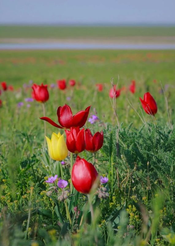 ������������� �������� ������� � ��������, �������� �� �����������