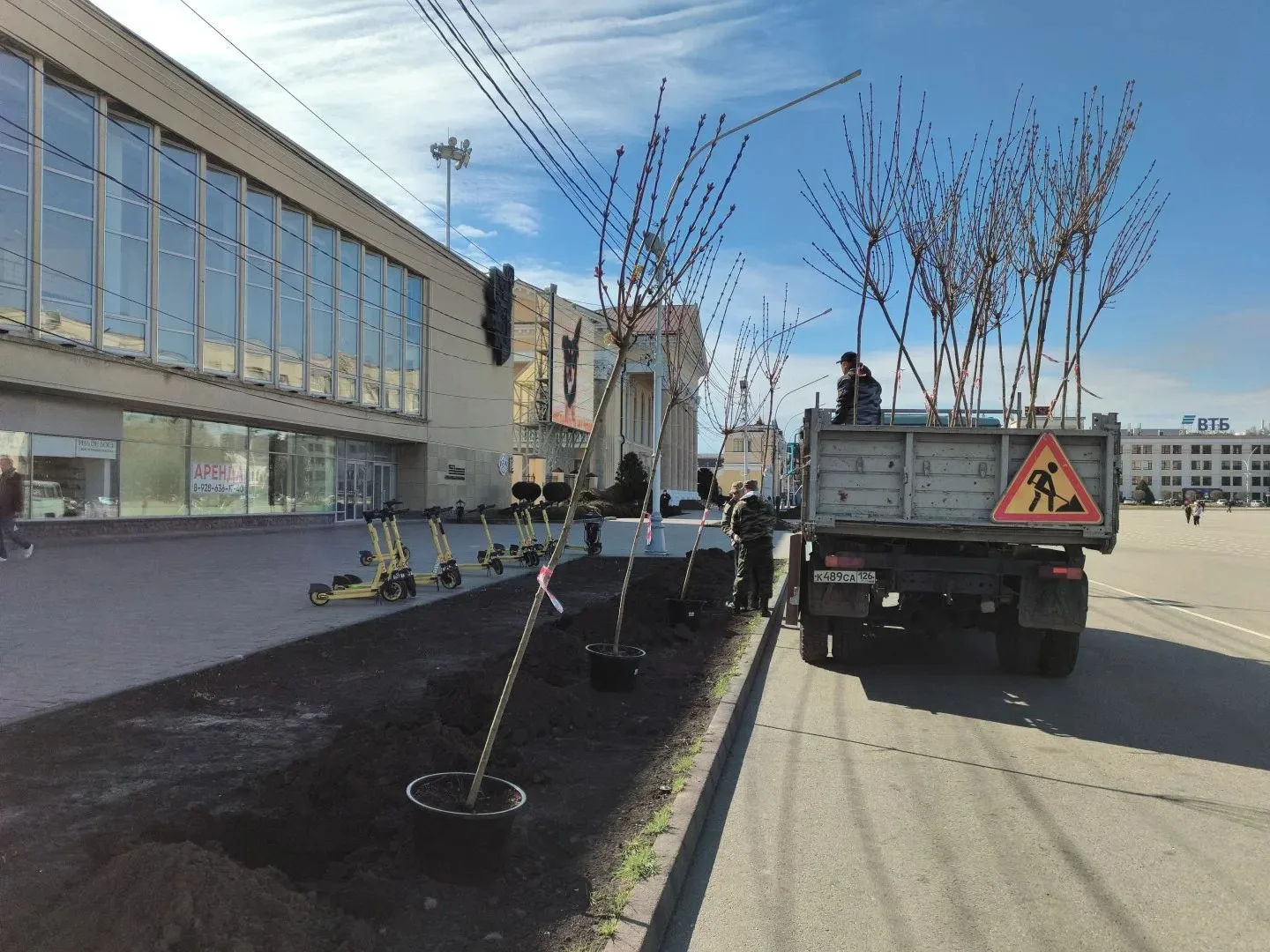 27 взрослых остролистных кленов высадили сегодня в Ставрополе