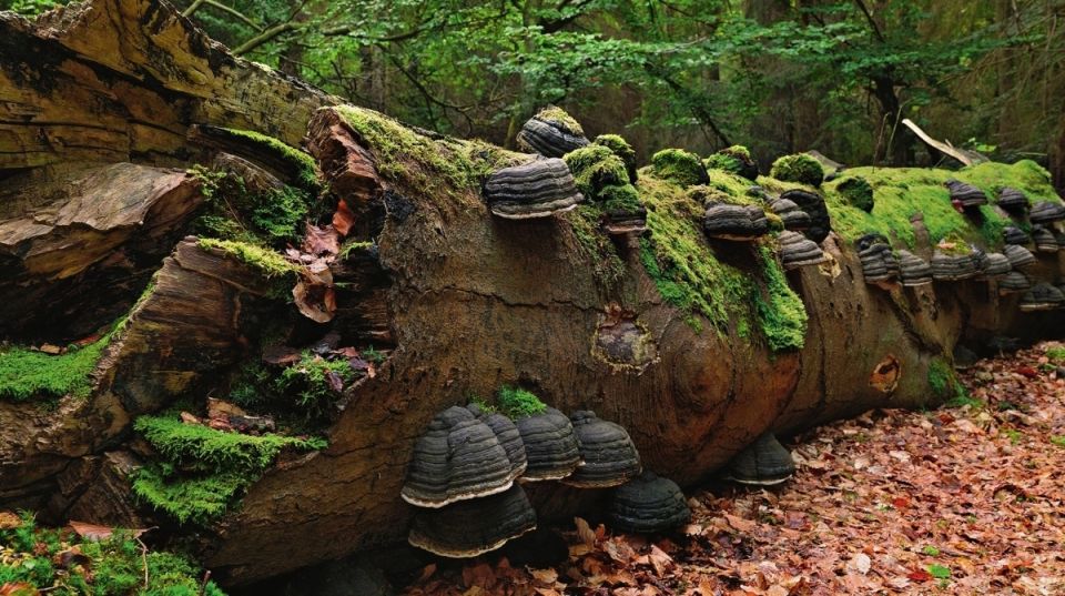 ����������� �� �������: ��� � �� ������������ ��������