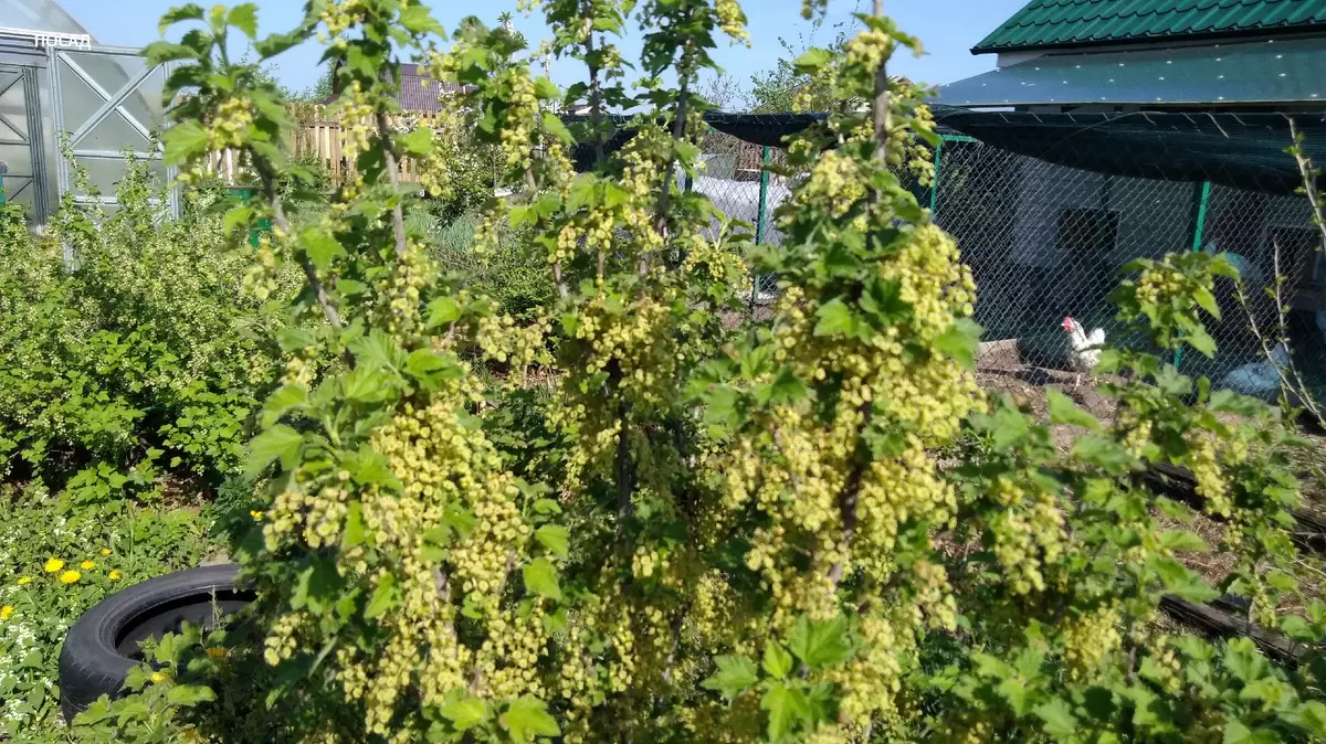 Как ошибка в обрезке смородины может уничтожить ваш урожай