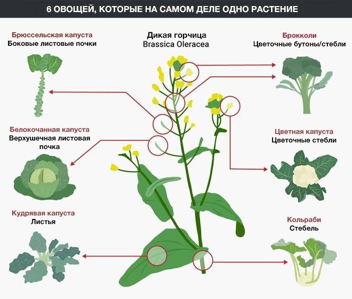 ������� ��� ������� ��������: �� ������� � ������������ ������