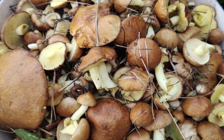 ��� ����� �������� ���� �� ������ ������: ������� ������ � ��������