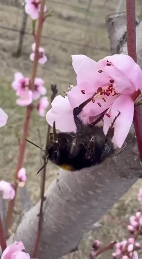 �������� ����������: ����� ��� ���������� ����� ������� �������� ���