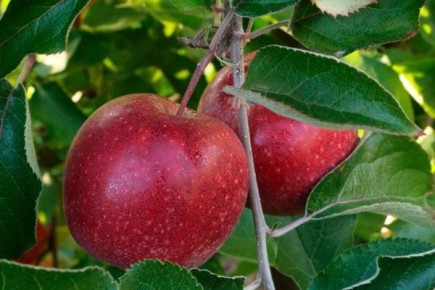 ������ ������ �����: ��� ��������� ��������� ������