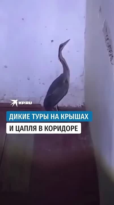 � ������������ ��������� �������� ������ ���������� � �����