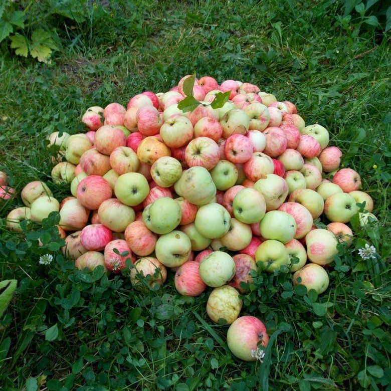 ������ ������ ��������� � ��������: ���� ������� � �������