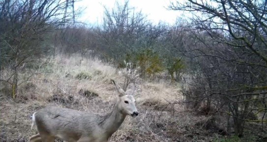 ����� ������������� ����������� �� �����������