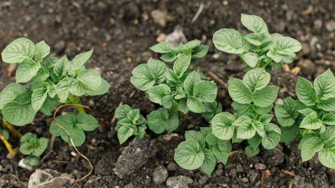 ��� �������� ��������� ��������� �� 85%: ������� ���������