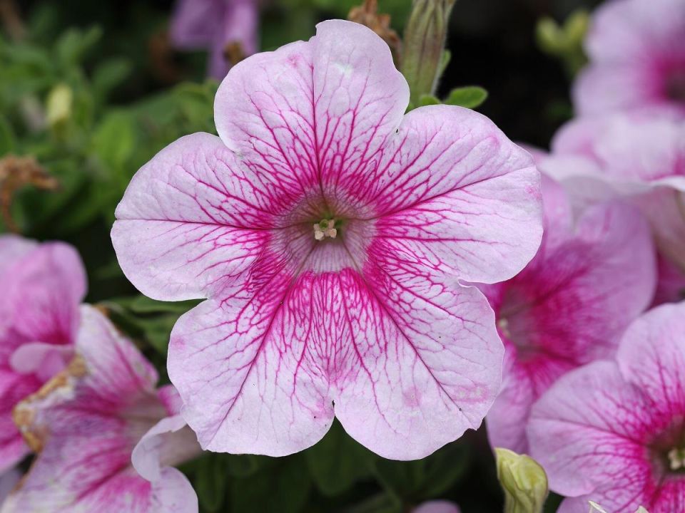 ��� ����������� ���� �������: ������� ����������� ���������