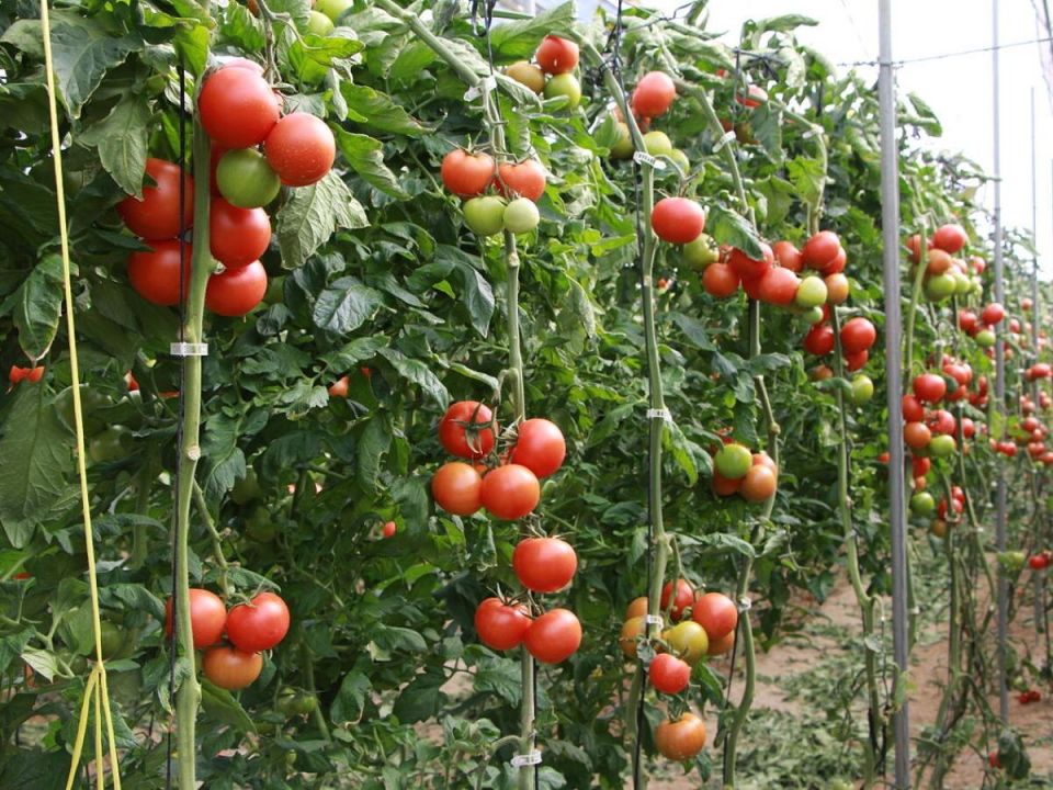 ������ ����� ��������: ����� ���� ������� ���� � �������� ������?