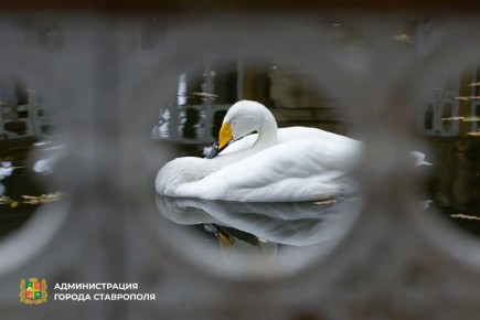 � ����������� ���� ���������� ��������� ����� ������