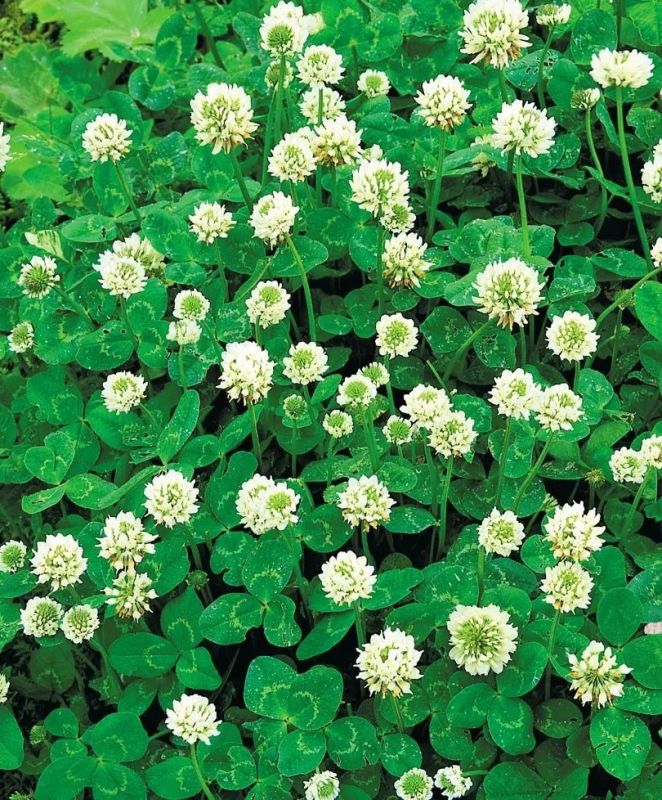 ��� ������� ���������� �������� �� ������� ��� ������ ������