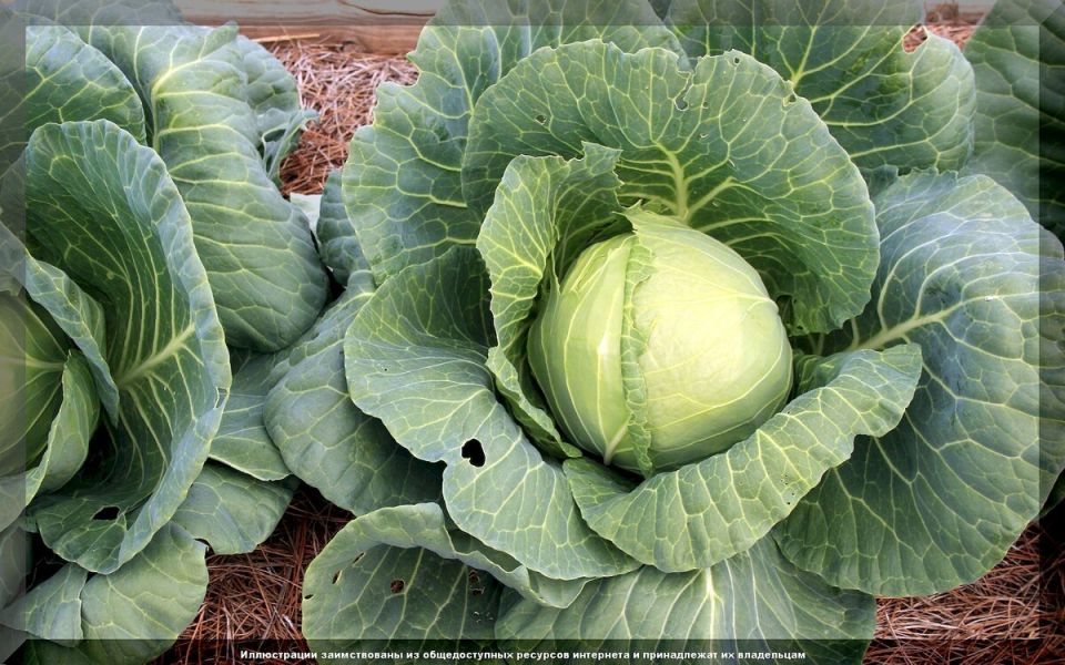 ���� �� �������� � ��������: ������� ��� ��������� ������� ������