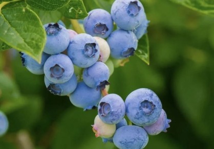 ����� ��������: ��� �������� ���� ���� �������� � �������