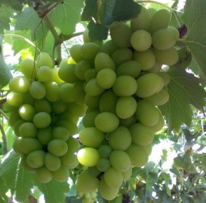 ������ �������� ��� ��������: ����������� ����� ������������